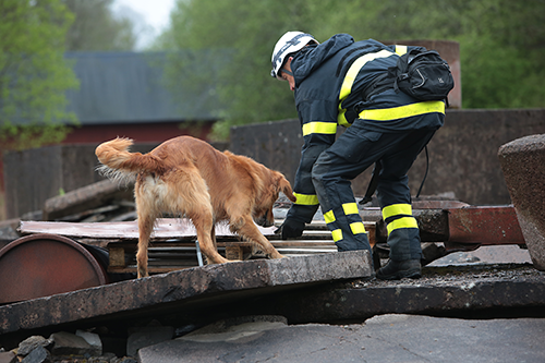 Bild beskrivning saknas