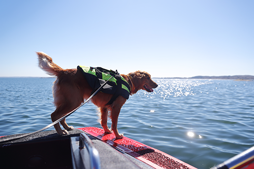 Bild beskrivning saknas