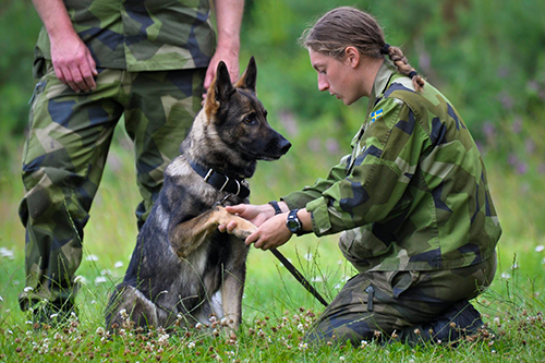 Bild beskrivning saknas